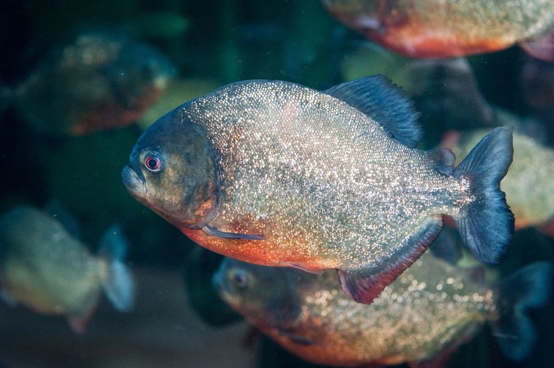 Red-Bellied Piranha