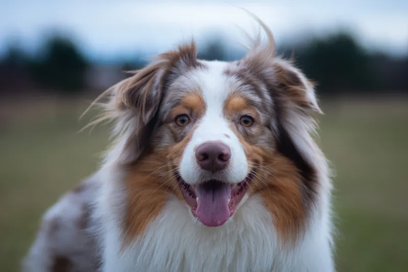 Australian Shepherd: The Energetic Brainiac