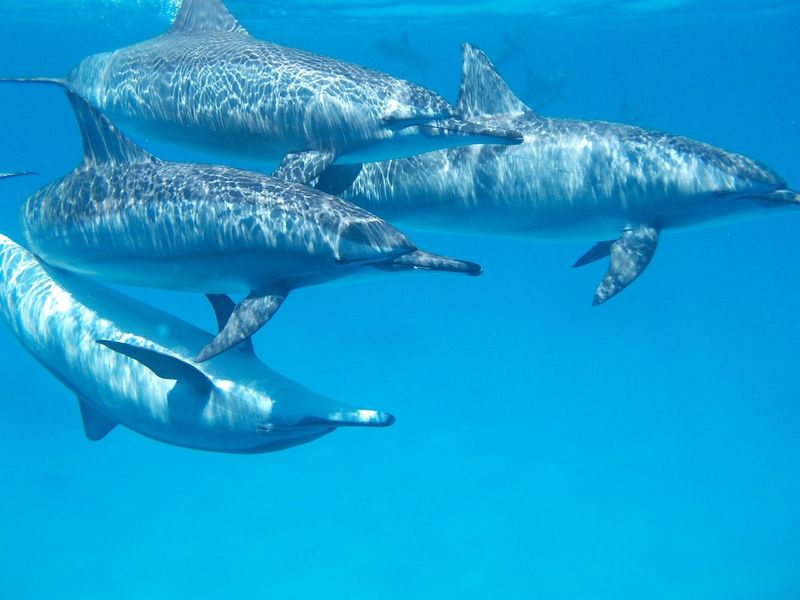 Marine Mammals' Underwater Struggles