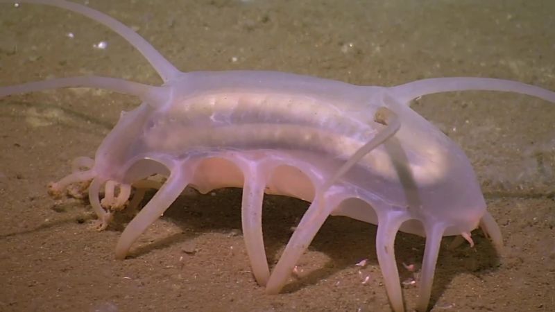 Sea Pig