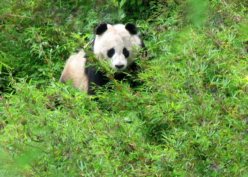 Tangjiahe National Nature Reserve – Sichuan, China