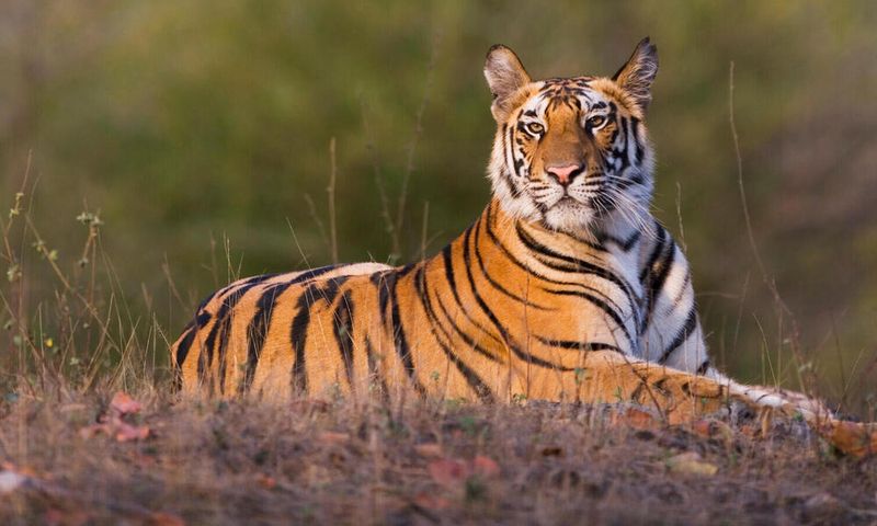 Tigers