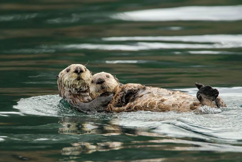 Sea Otters Are A New Prey Source For Wolves
