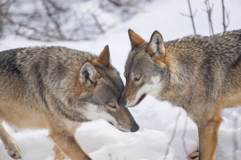 Cross-Border Conservation Collaboration
