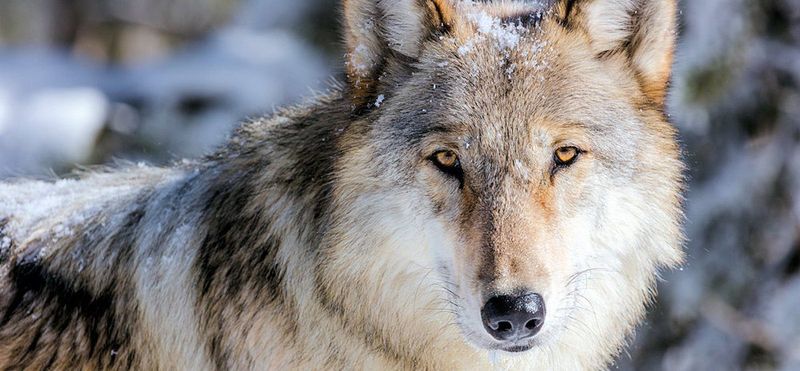 The Success Inspired Global Conservation