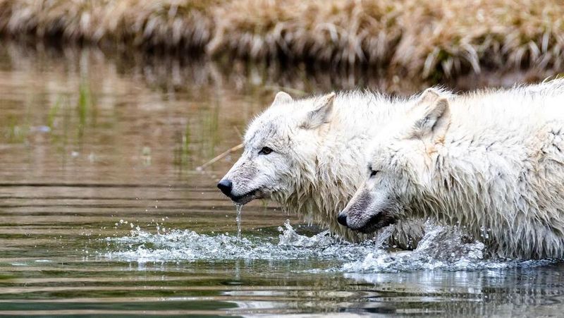 A Shocking Discovery In A Wolf's Liver