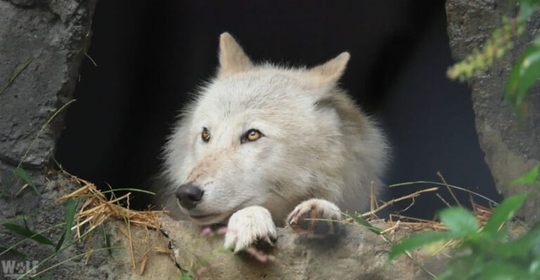 Wolves In Alaska Are Being Poisoned By Mercury, And Scientists Are Alarmed