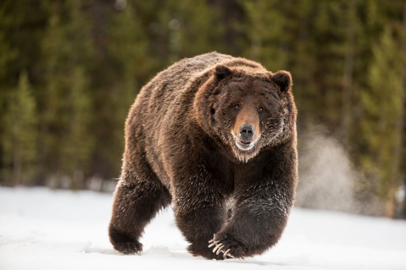 Grizzly Bears Got A Nutritional Boost