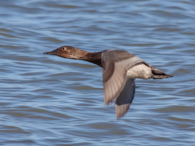 Canvasbacks