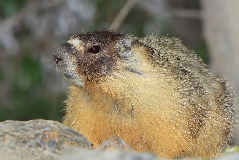 Yellow-Bellied Marmot (Marmota flaviventris)