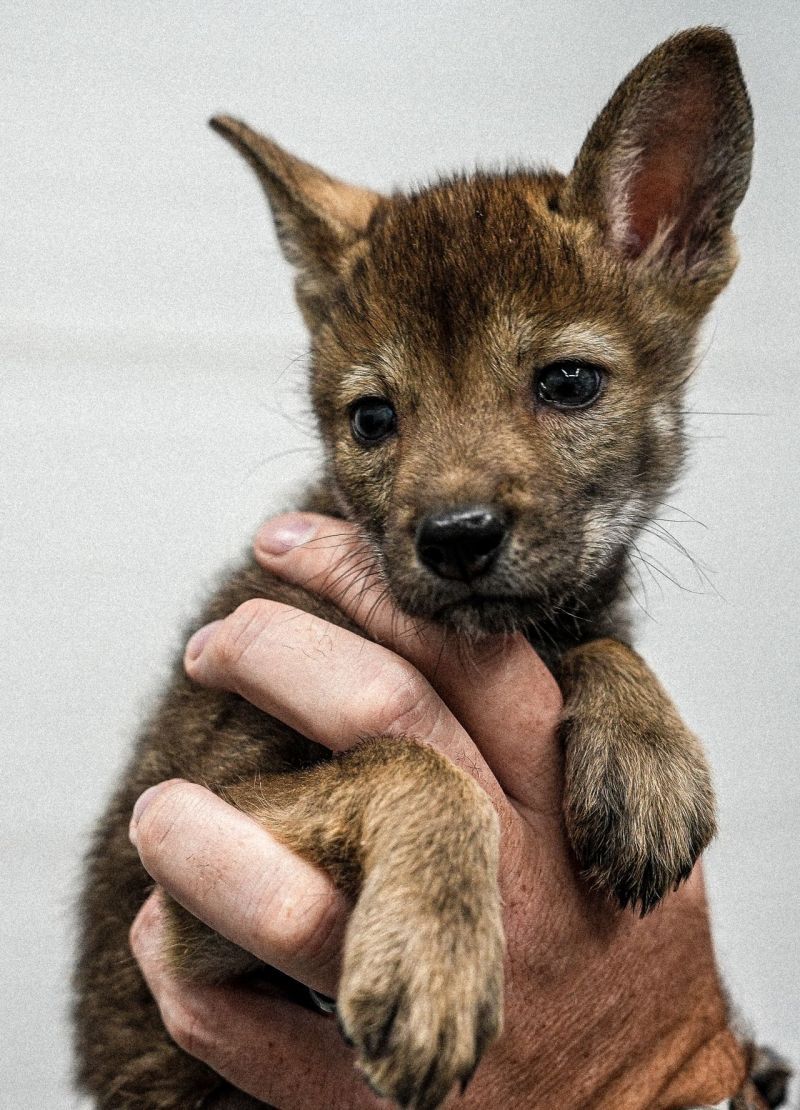Red Wolves Howl Again Through Cloning