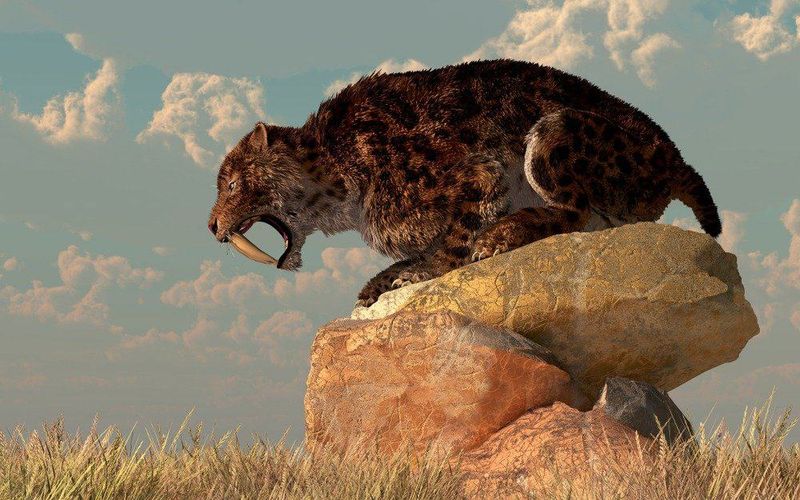 Saber-Toothed Cats Lurking In Mountain Shadows