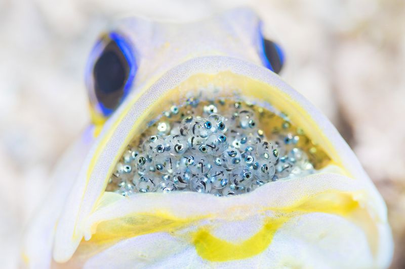 Jawfish Are Devoted Mouth-Brooders