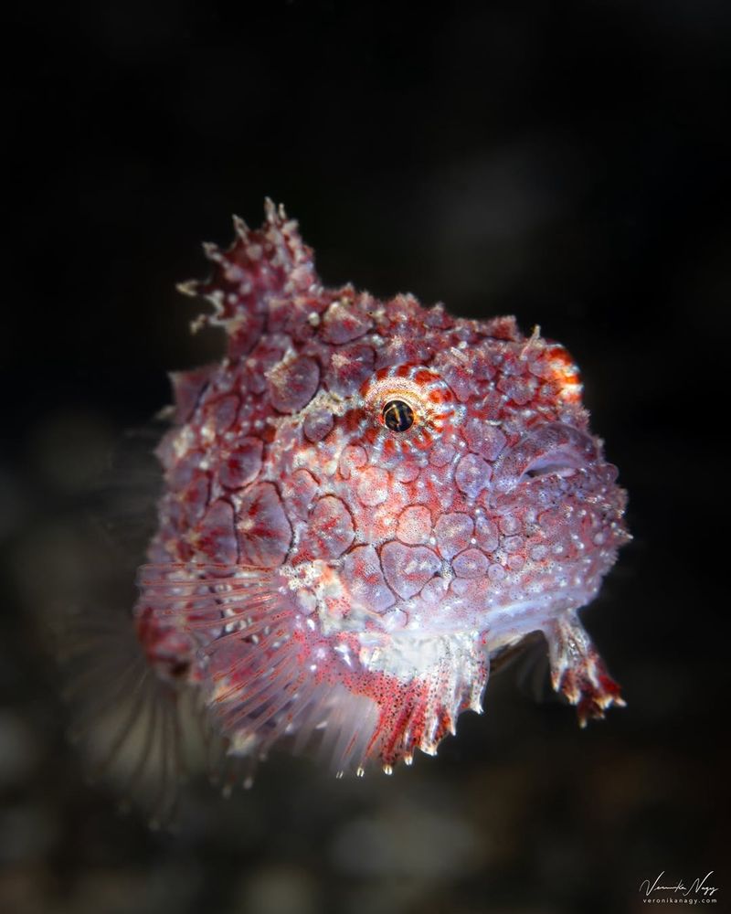 Spiny Lumpsucker