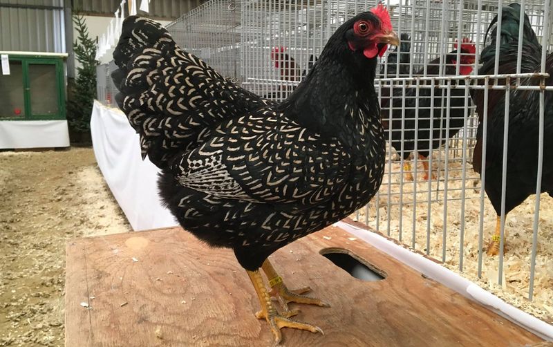 Barnevelder