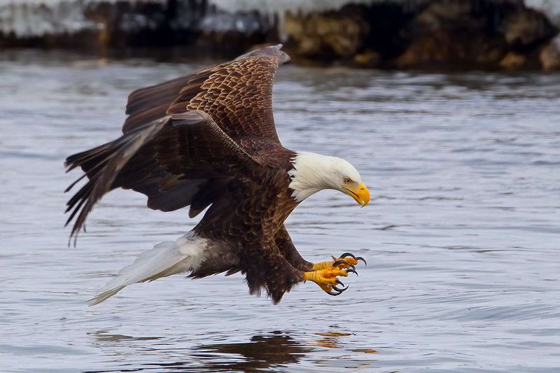 The Calculated Dive Bomber Approach