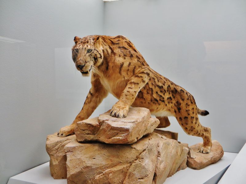 Megantereon: The Saber-Tooth That Conquered Four Continents