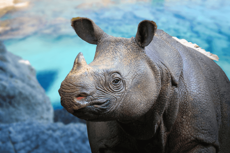 Javan Rhino, Forest Shadow On The Edge