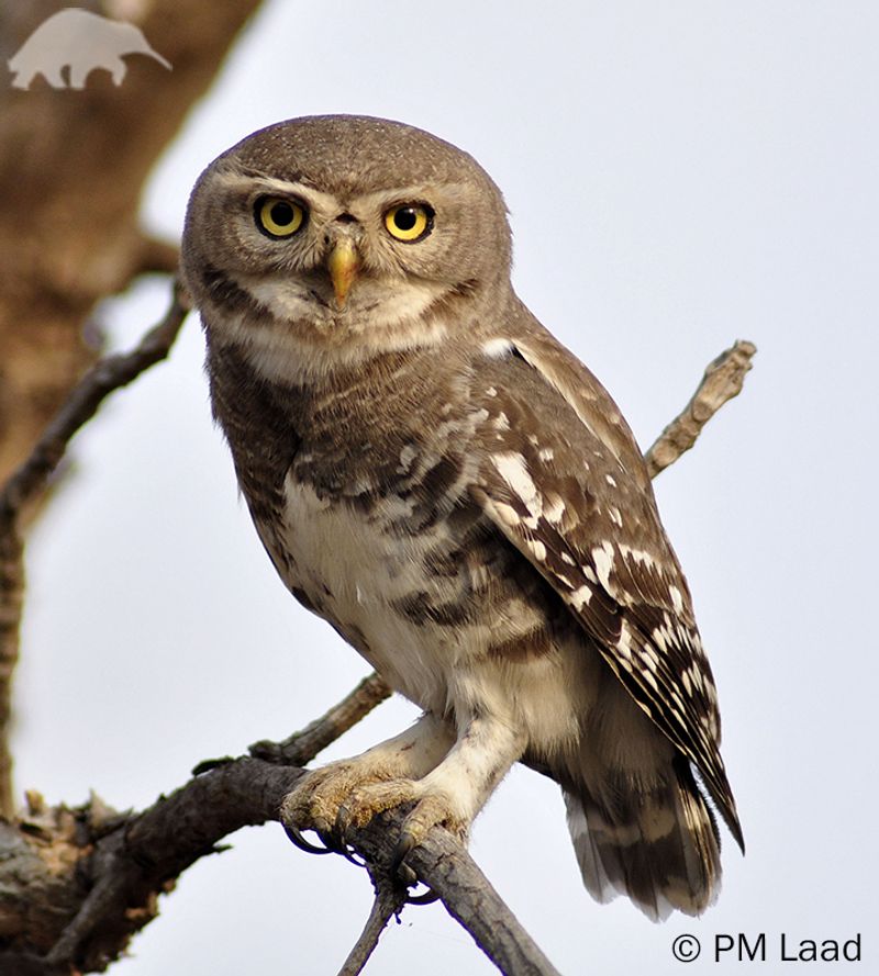 Forest Owlet