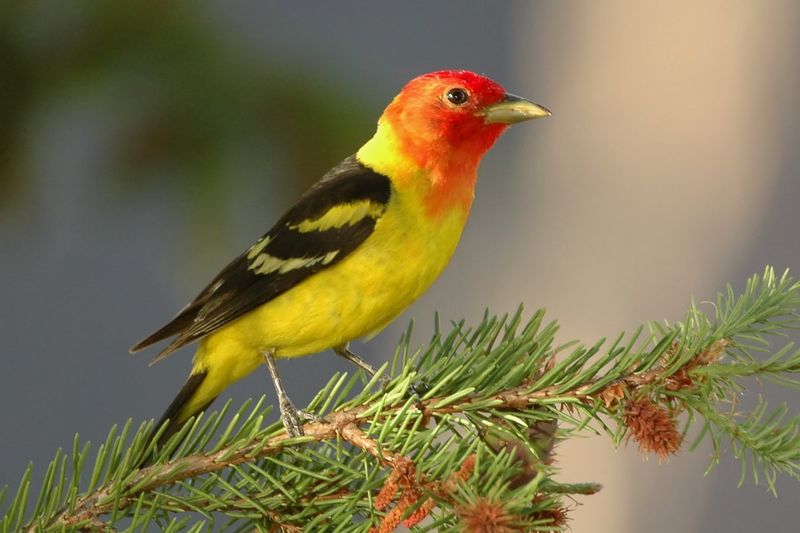 Western Tanager