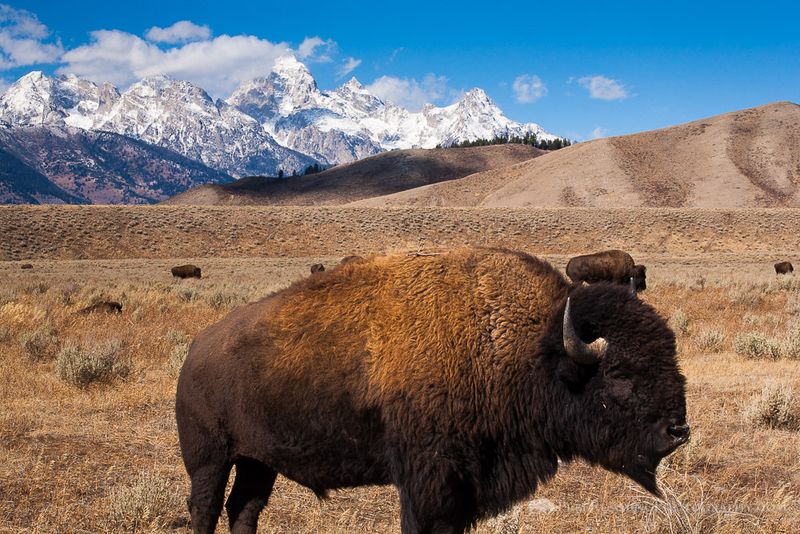 Grand Teton National Park: Where Bison Meet Mountains