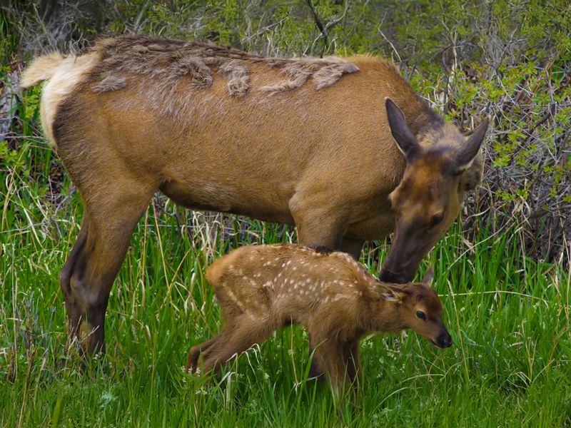 Elk Calves Are Born Runners