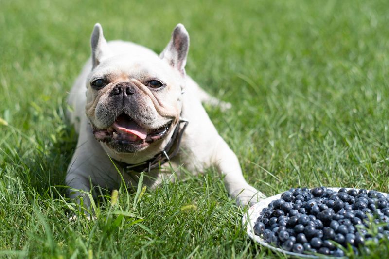 Blueberry Antioxidant Bombs