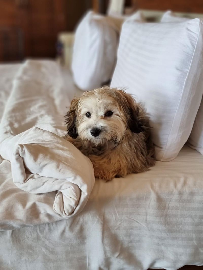 Havanese