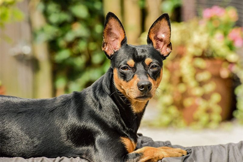 Miniature Pinscher