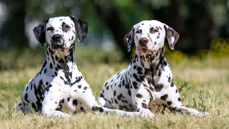 Dalmatian