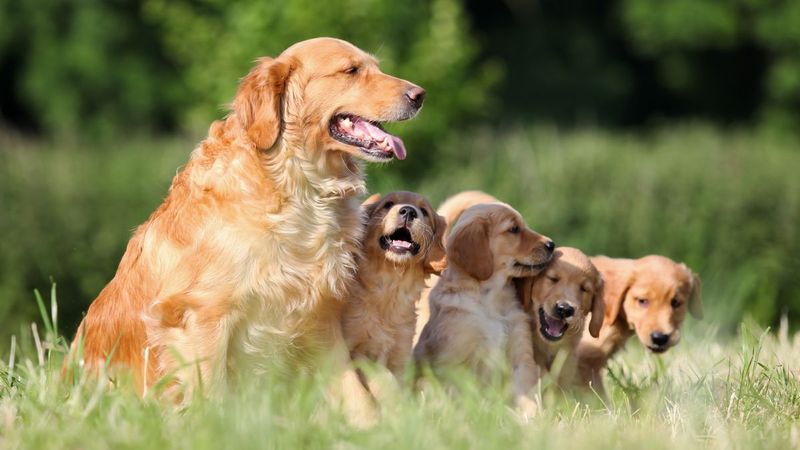 Golden Retrievers