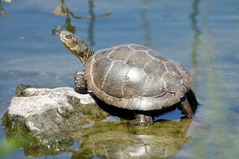 Introduction To The Northwestern Pond Turtle
