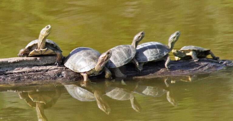 Yosemite’s Native Turtles Make A Comeback After Invasive Species Eradication