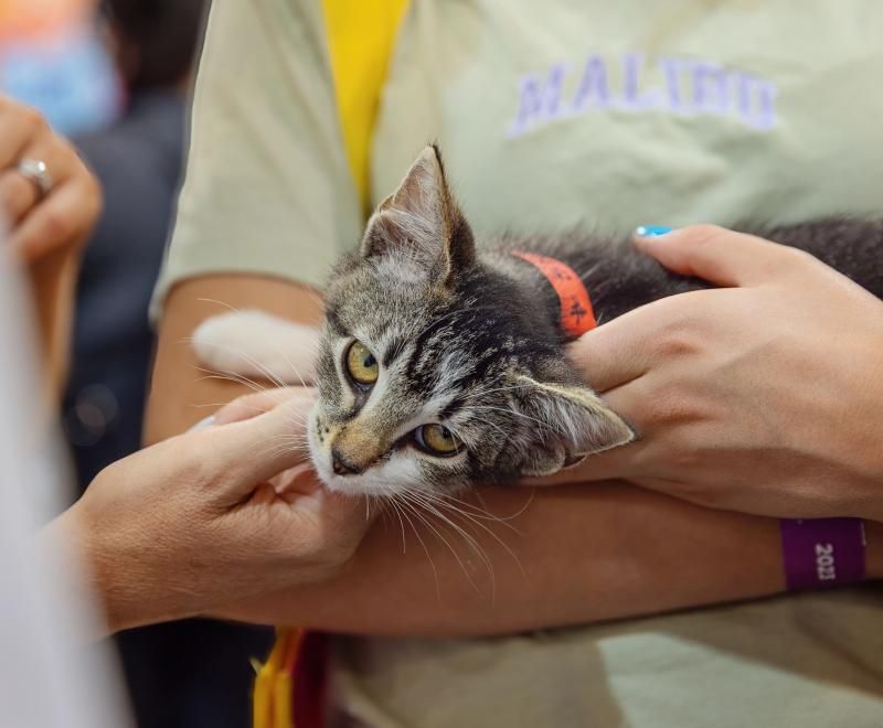 You Find Yourself Talking About Getting Another Cat