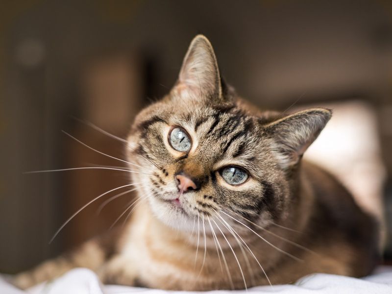 You Can Afford Double The Cat Expenses