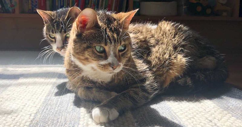 Your Current Cat Is Middle-Aged Or Older