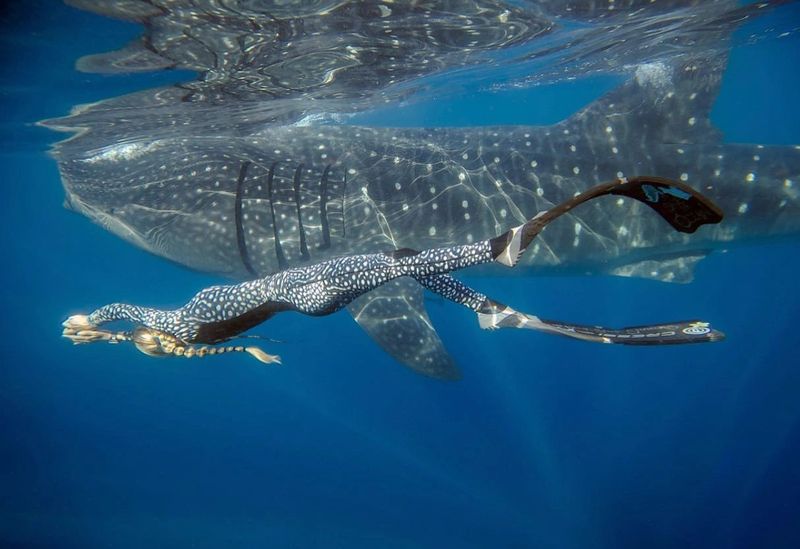 Humans Kill 11,000 Sharks Every Hour
