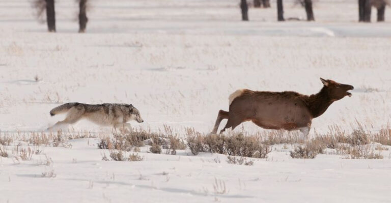 Young Elk Outruns Wolves In Yellowstone With Incredible Speed
