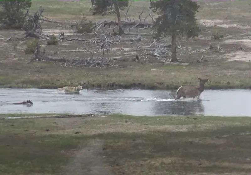 A Daring Escape: Elk Calf Outruns Wolves In Yellowstone