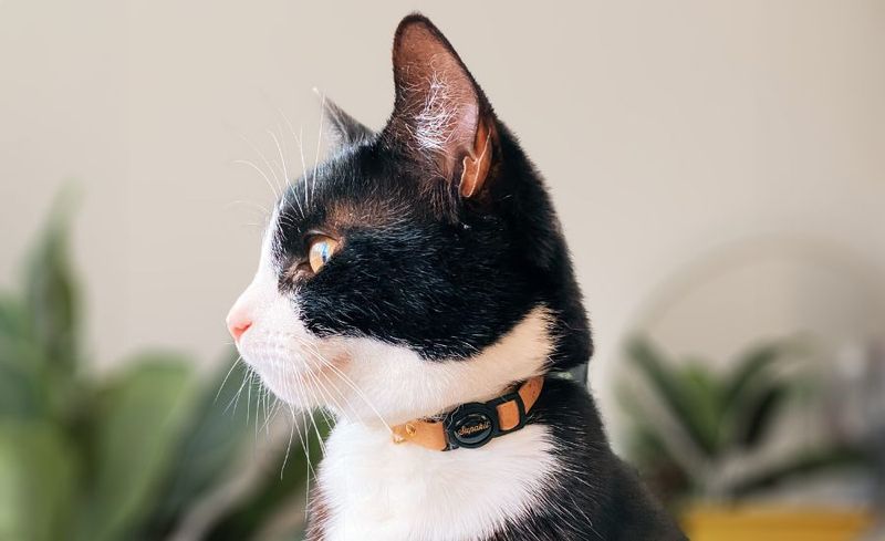 You Keep Finding Perfect Cat Names