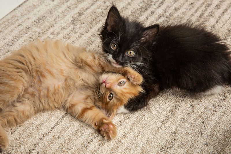 You've Successfully Raised A Kitten Before