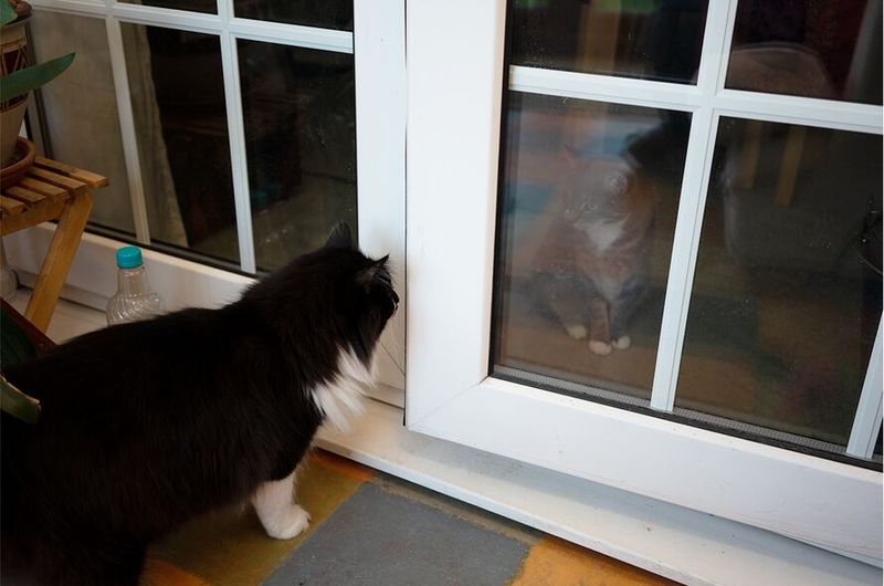 You've Noticed Your Cat Playing With Neighborhood Cats