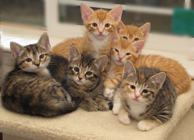 You Find Yourself Browsing Adoption Websites