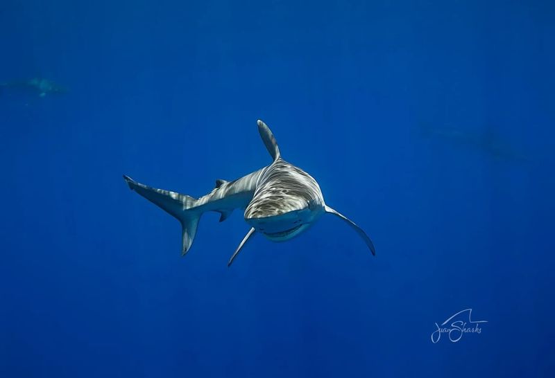Silent Conversations Beneath The Waves
