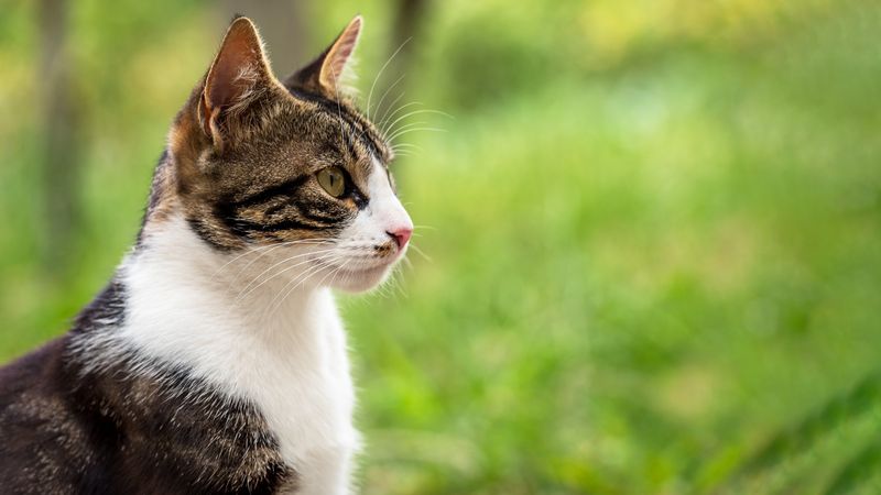 Your Cat's Favorite Person Is Often Unavailable