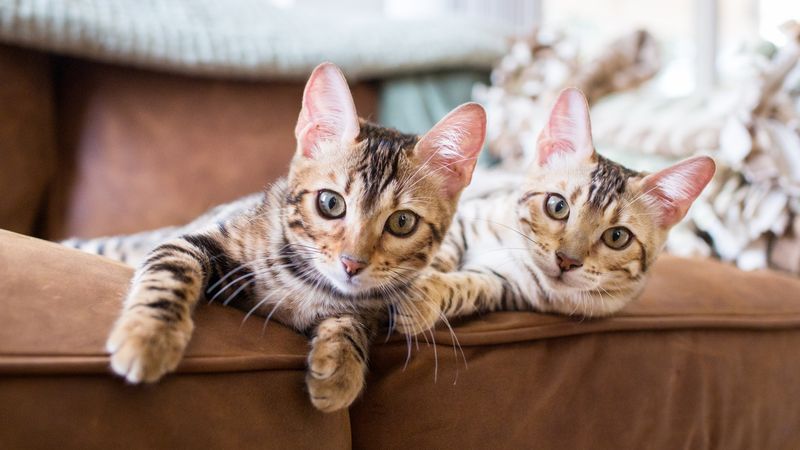 Your Current Cat Has A Playful Personality