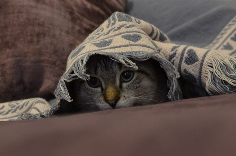 Moments Of Comfort During Stress