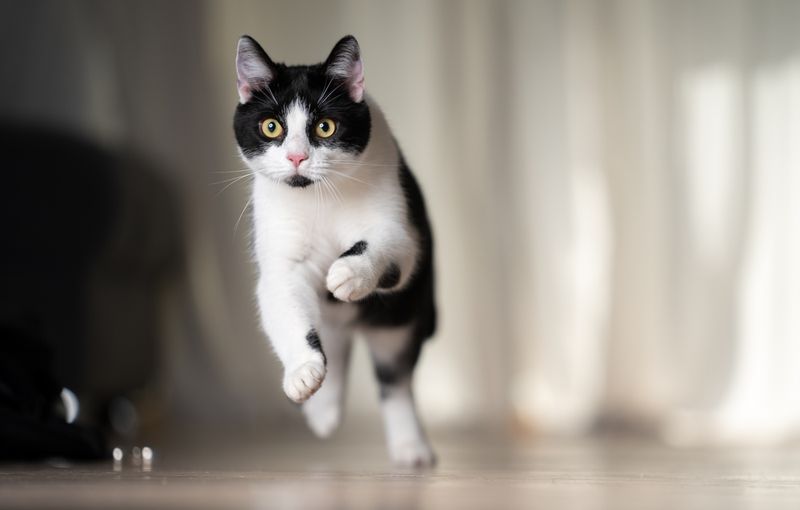 Your Cat's Energy Level Exceeds Your Playtime Capacity