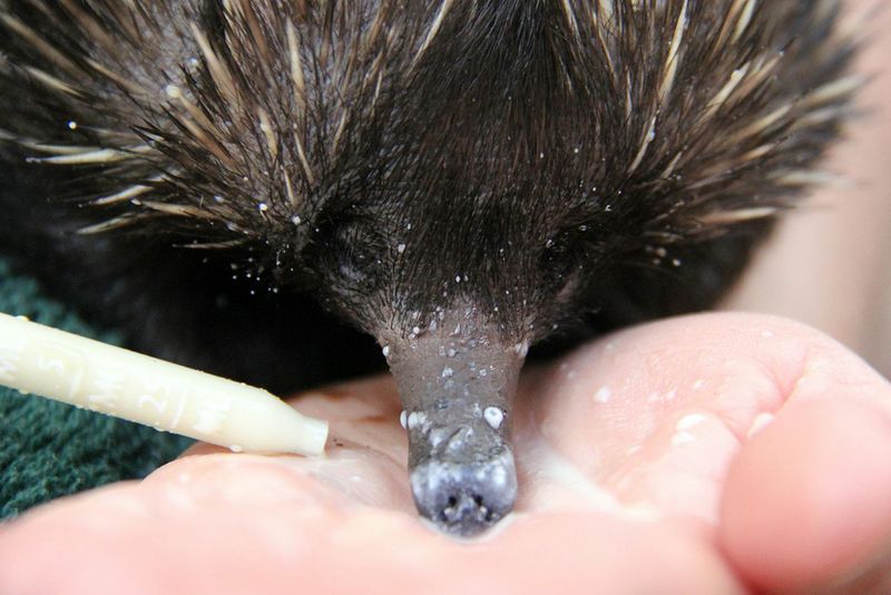 Monotreme Milk Patches