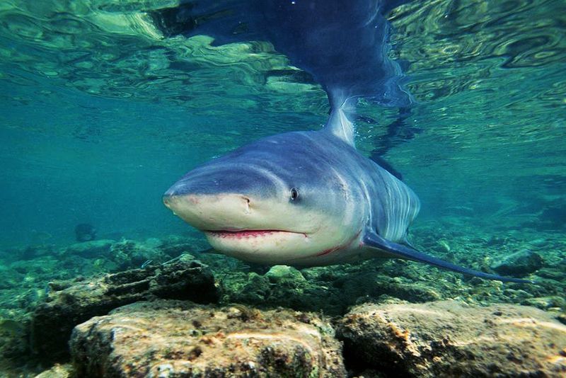 Lake Nicaragua Shark: Volcanic Lake Predator